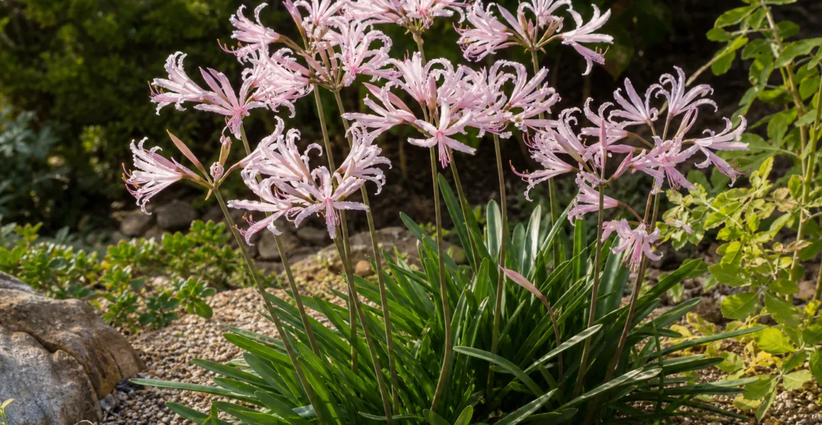 Nerine bowdenii 'Ostara' – plant photo