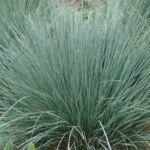 Owies wieczniezielony (Helictotrichon sempervirens) – zdjęcie rośliny
