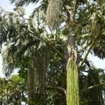 Palma a coda di pesce (Caryota urens) – foto della pianta