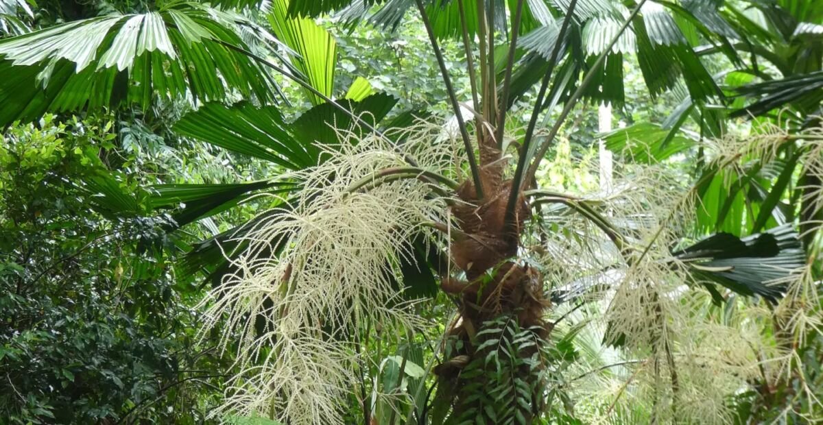 Palma a ventaglio del Queensland o palma a ventaglio australiana (Licuala ramsayi) – plant photo
