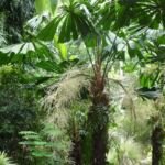 Palma a ventaglio del Queensland o palma a ventaglio australiana (Licuala ramsayi) – foto della