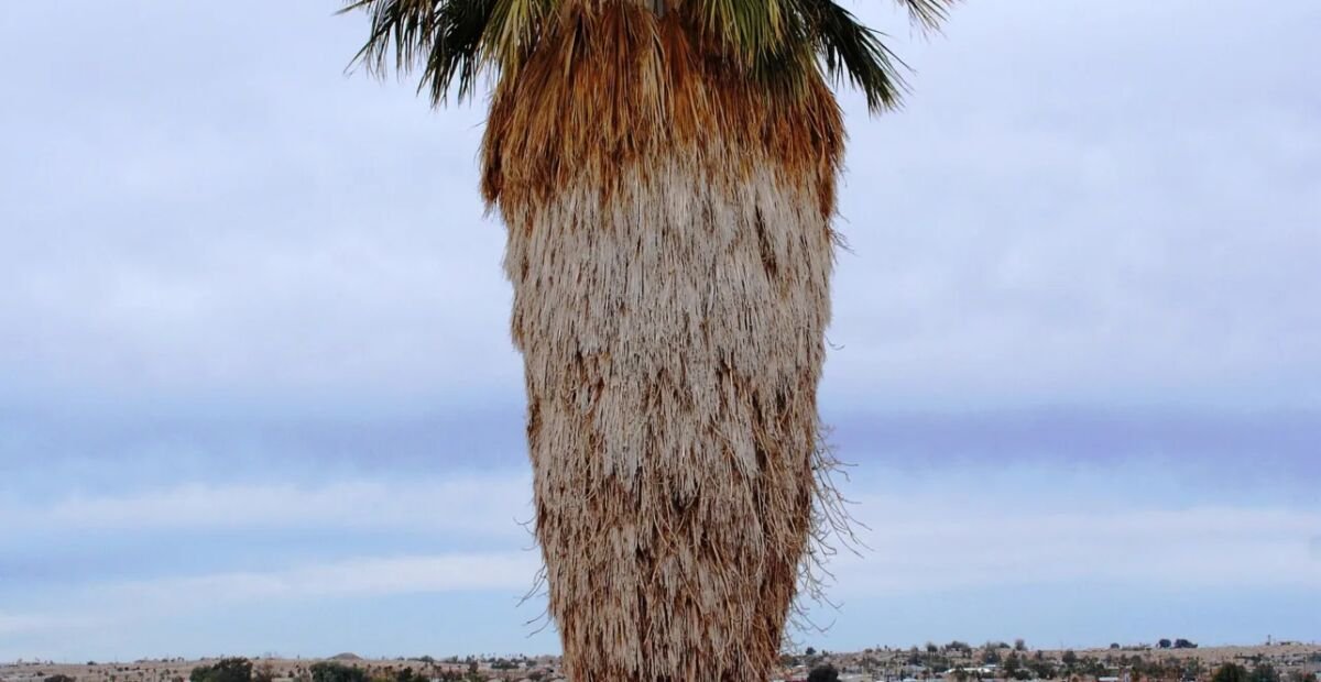 Palma a ventaglio della California (Washingtonia filifera) – plant photo