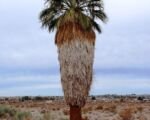Guida alla coltivazione della palma a ventaglio della California (Washingtonia filifera)