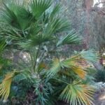 Palma a ventaglio di Carnarvon (Livistona nitida) – foto della pianta