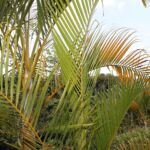 Palma areca (Dypsis lutescens) – foto della pianta