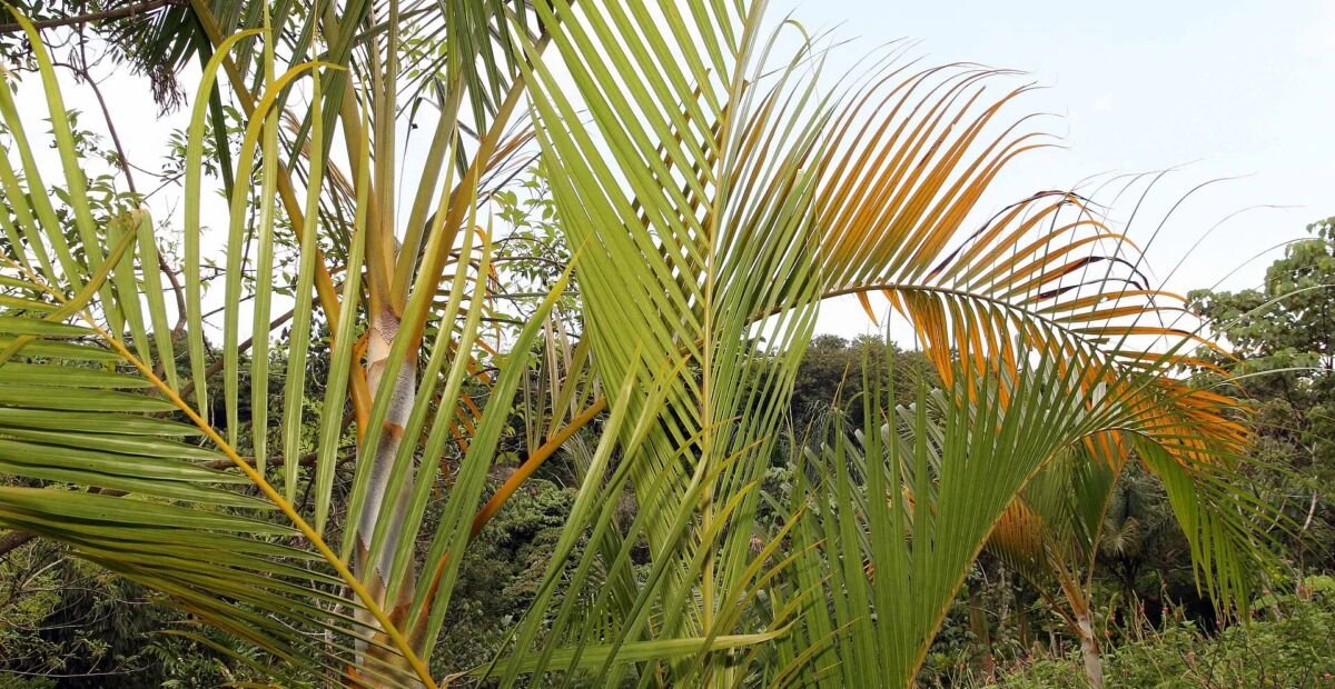 Palma areka (Dypsis lutescens) – fotografia rastliny