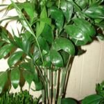 palma bambù (Chamaedorea seifrizii) – foto della pianta