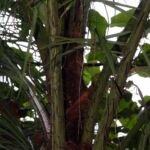 Palma brzoskwiniowa (Bactris gasipaes) – zdjęcie rośliny