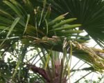 Palma chińska (Trachycarpus fortunei) – uprawa