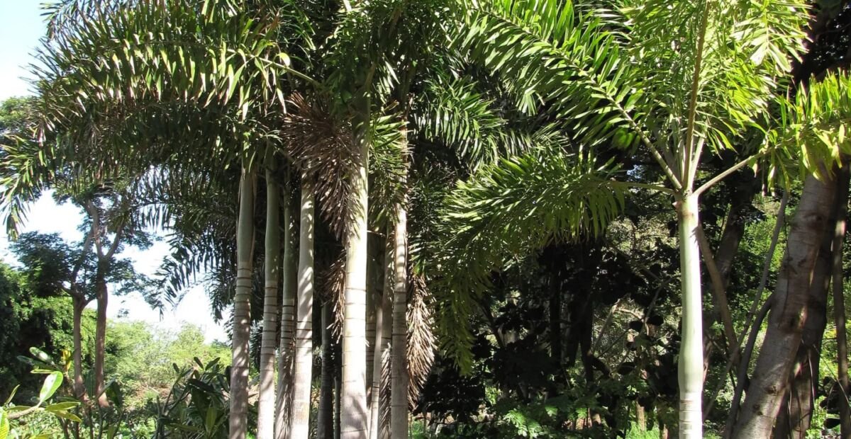 Palma coda di volpe (Wodyetia bifurcata) – plant photo