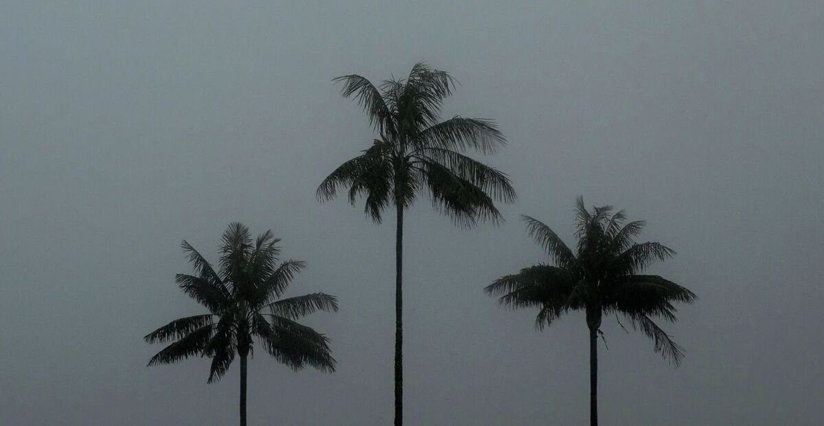 Palma da cera del Quindío (Ceroxylon quindiuense) – plant photo