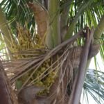 Palma da cocco (Cocos nucifera) – foto della pianta