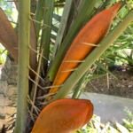 Palma da datteri reclinata (Phoenix reclinata) – foto della pianta