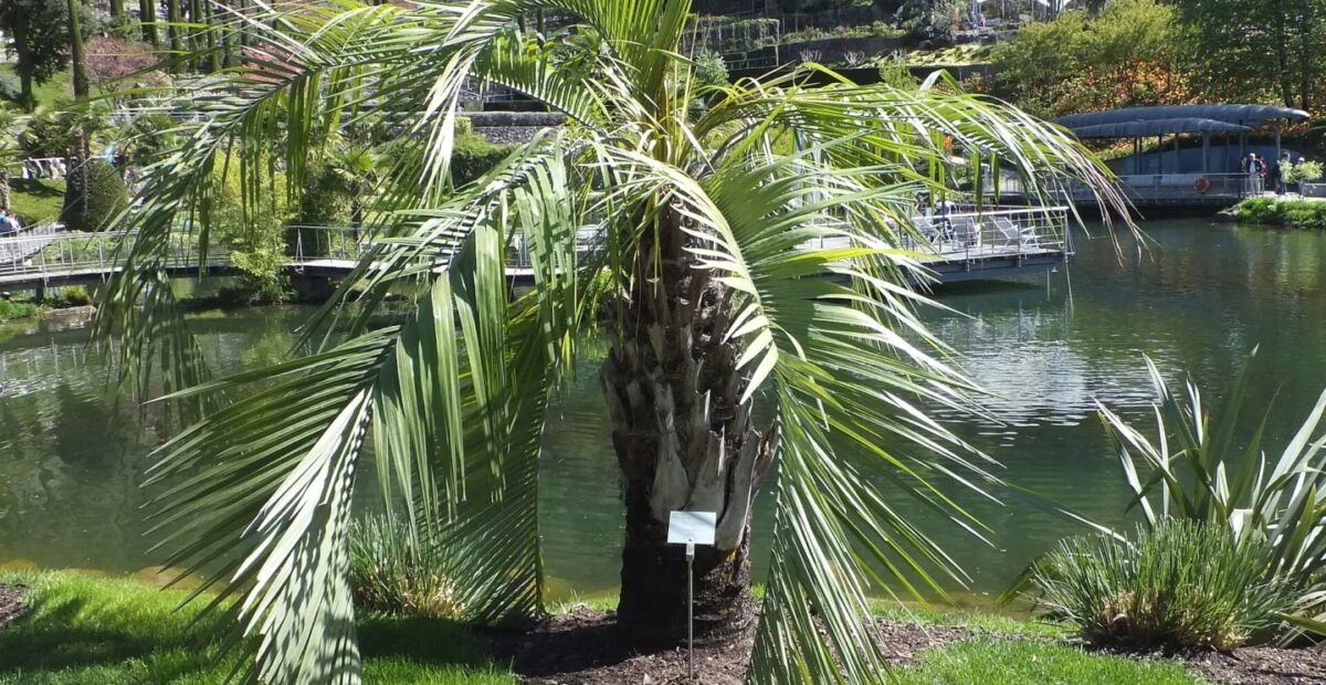 Palma da gelatina (palma pindo) (Butia capitata) – plant photo