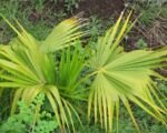 Palma da paglia della Florida (Thrinax radiata): guida alla coltivazione
