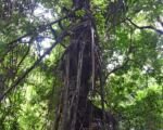 Palma da zucchero (Arenga pinnata): guida alla cura