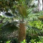 palma del vecchio (Coccothrinax crinita) – foto della pianta
