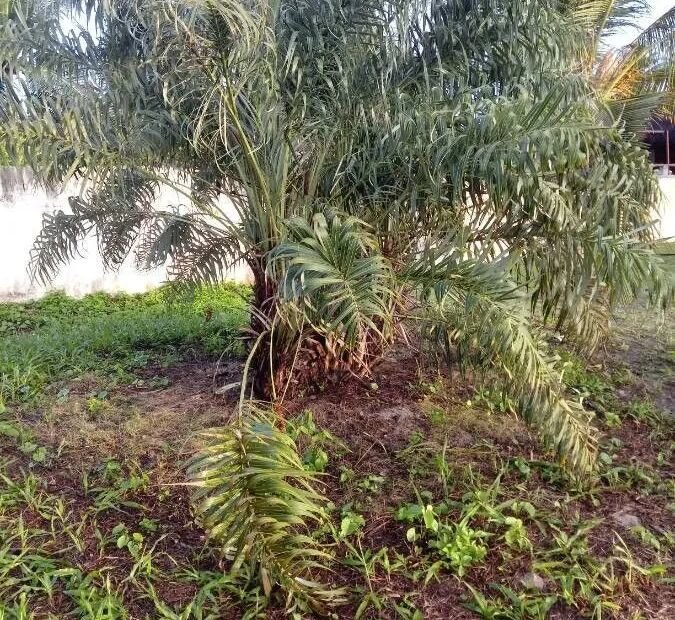 palma della sabbia (Allagoptera arenaria) – plant photo
