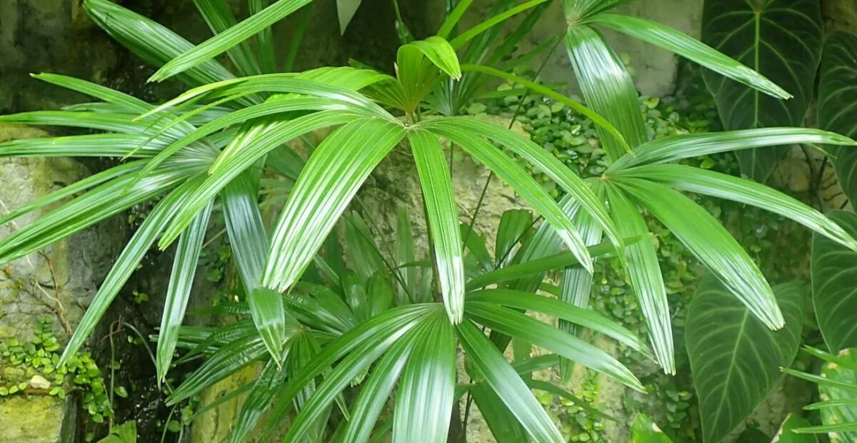 palma della signora o palma bambù (Rhapis excelsa) – plant photo