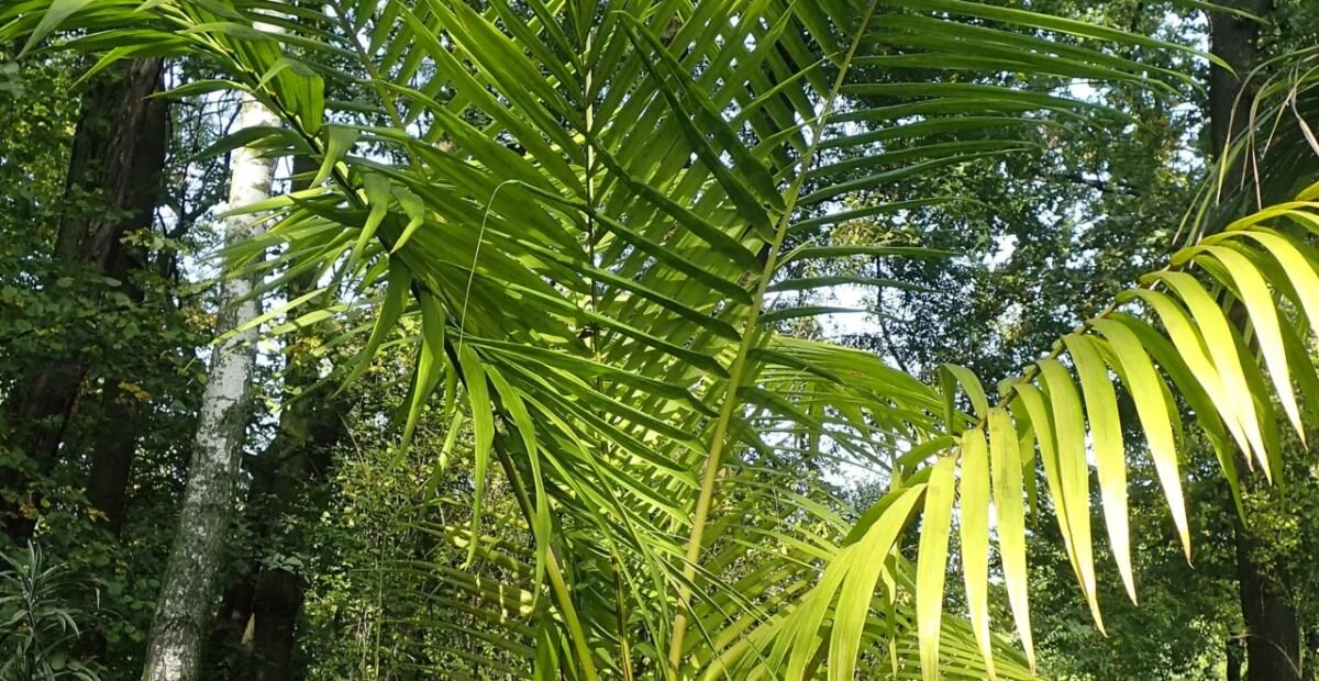 Palma di Alessandra (Archontophoenix alexandrae) – plant photo