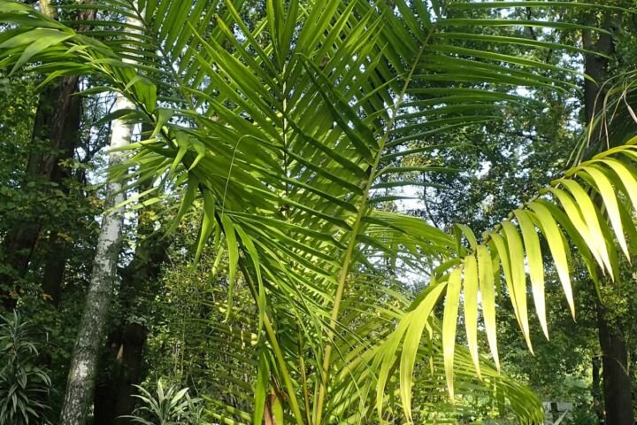 Archontophoenix alexandrae