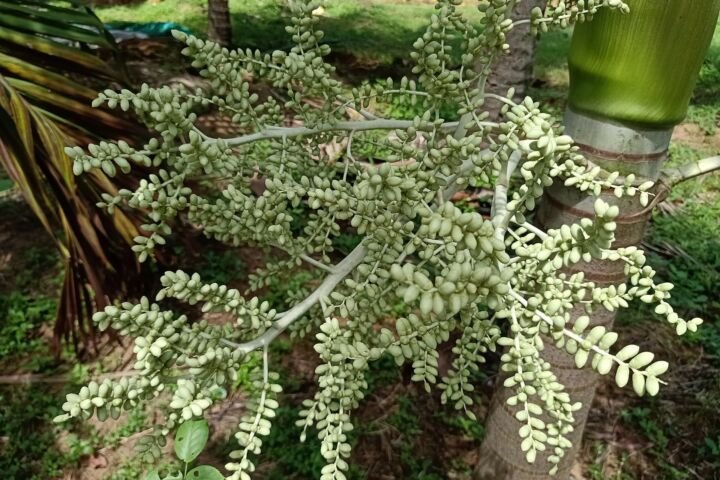 Adonidia merrillii