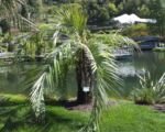 Palma galaretowa (Butia capitata) — uprawa i pielęgnacja