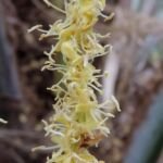Palma gelatina lanosa (Butia eriospatha) – foto della pianta