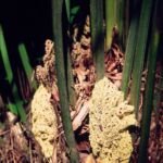 palma ihličková (Rhapidophyllum hystrix) – fotografia rastliny