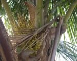 Palma kokosowa (Cocos nucifera) — uprawa i pielęgnacja
