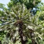 Palma konopná (Chamaerops humilis) – fotografia rastliny