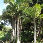 Palma líščí chvost (Wodyetia bifurcata) – fotografia rastliny
