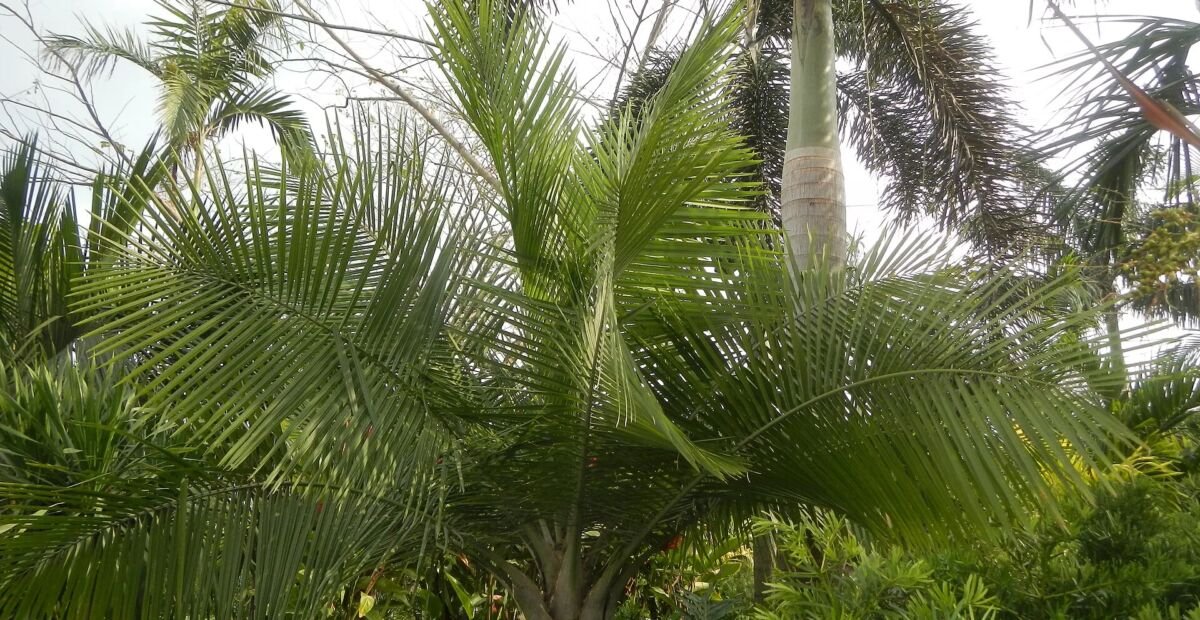 Palma maestosa (Ravenea rivularis) – plant photo