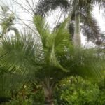 Palma maestosa (Ravenea rivularis) – foto della pianta