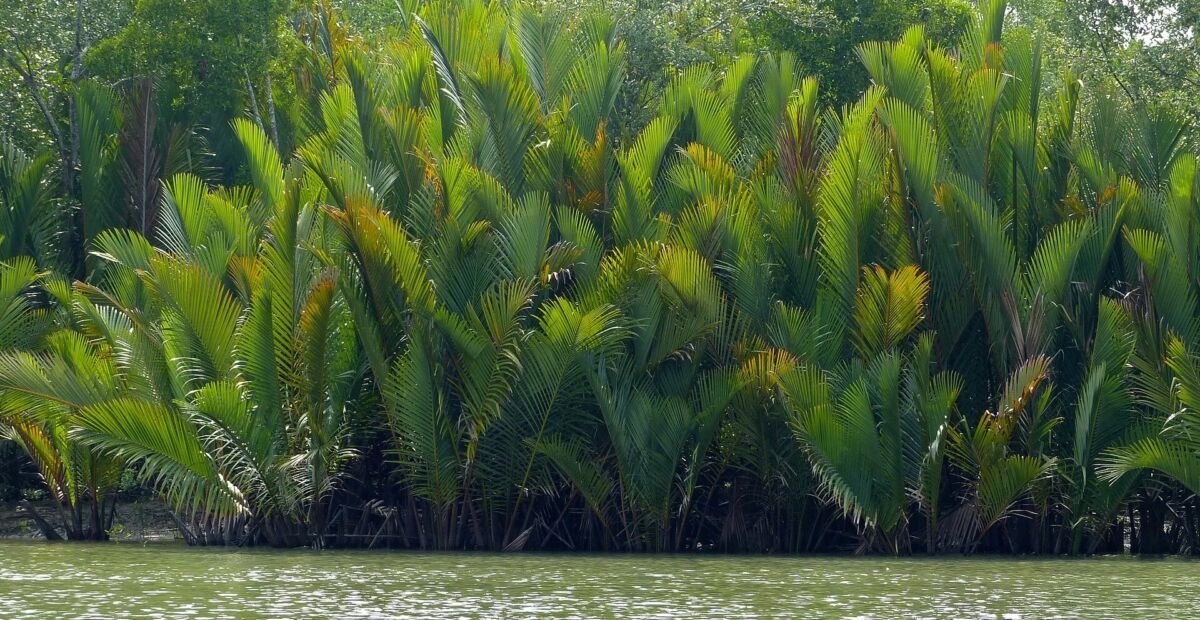 Palma nipa (Nypa fruticans) – plant photo