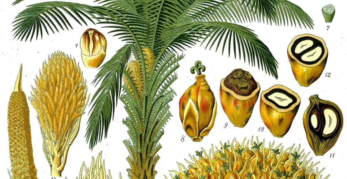 Palma olejowa afrykańska (Elaeis guineensis) – plant photo