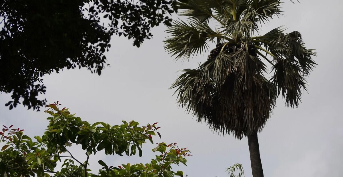 Palma palmyrová (Borassus flabellifer) – fotografia rastliny