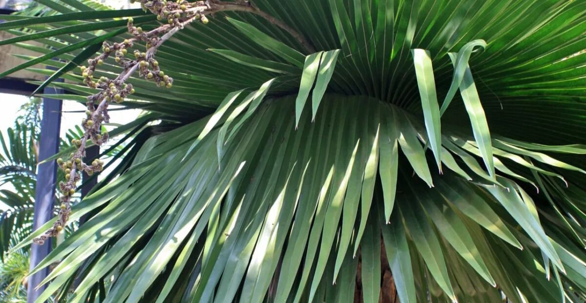 Palma petticoat (Copernicia macroglossa) – plant photo