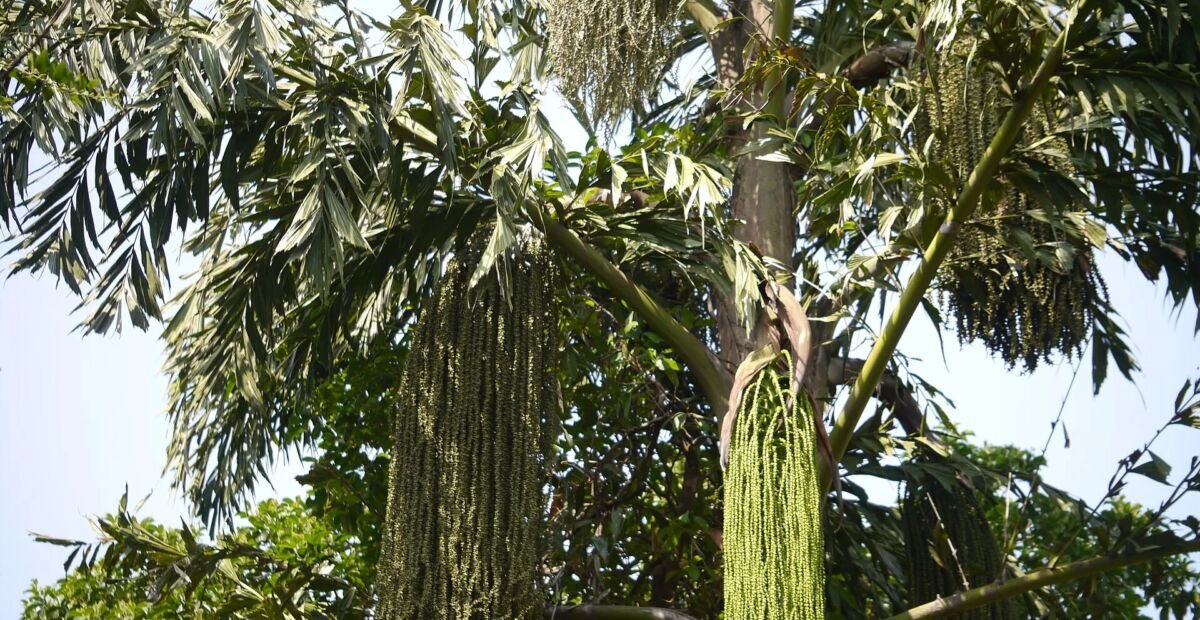 Palma rybi ogon (Caryota urens) – plant photo