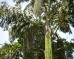 Palma rybi ogon (Caryota urens) — uprawa i pielęgnacja