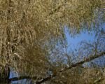 Palma talipot (Corypha umbraculifera) — uprawa i pielęgnacja