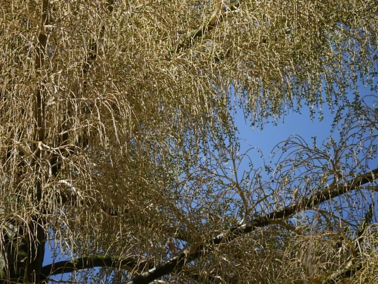 palma talipot (Corypha umbraculifera) – zdjęcie rośliny