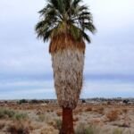 Palma wachlarzowata kalifornijska (Washingtonia filifera) – zdjęcie rośliny
