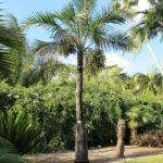 Palma wiśniowa Florydy lub palma bukanierów (Pseudophoenix sargentii) – zdjęcie rośliny