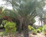 Palma yatay (Butia yatay) – pestovanie a starostlivosť
