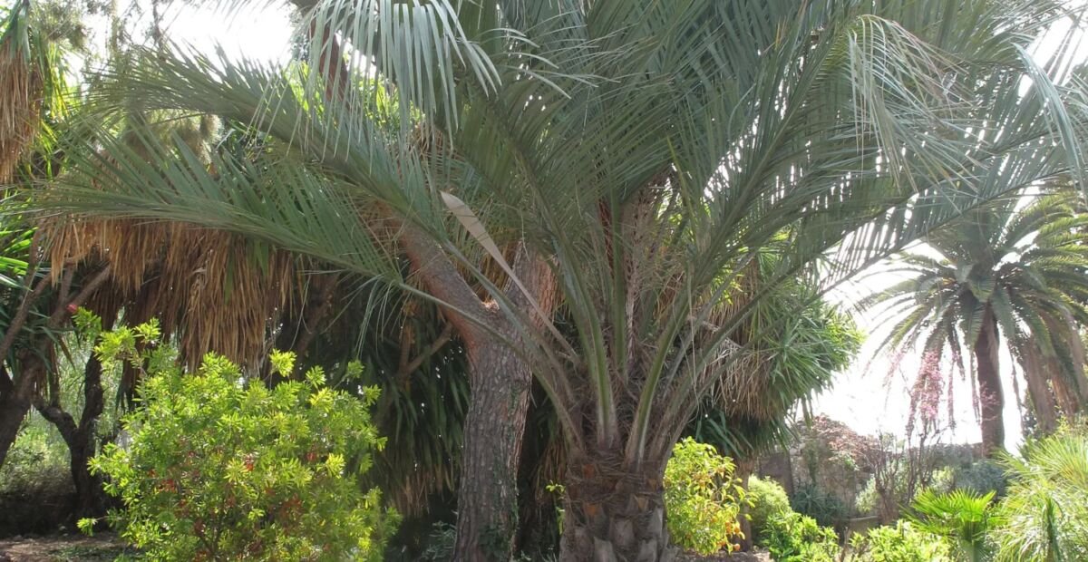 palma yatay (Butia yatay) – plant photo