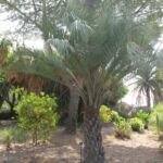 palma yatay (Butia yatay) – foto della pianta