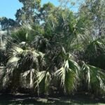 Palmettopalme (Sabal palmetto) – Pflanzenfoto
