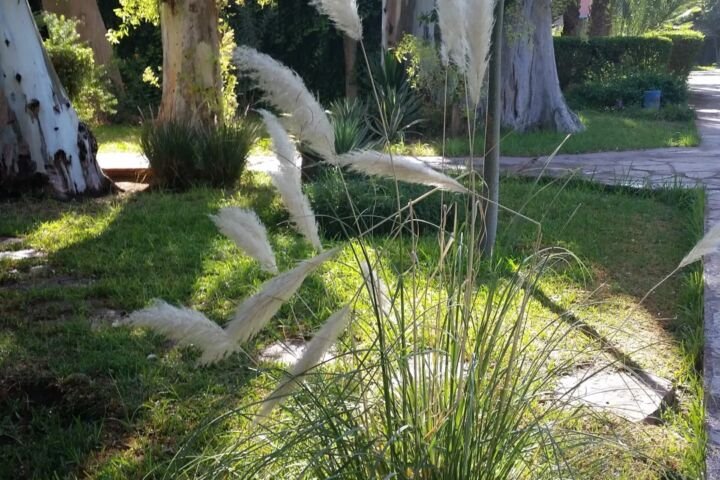 Cortaderia selloana