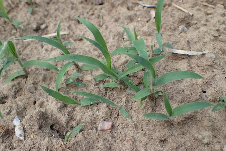 Proso Millet (Panicum miliaceum) – in a garden setting, plant photo